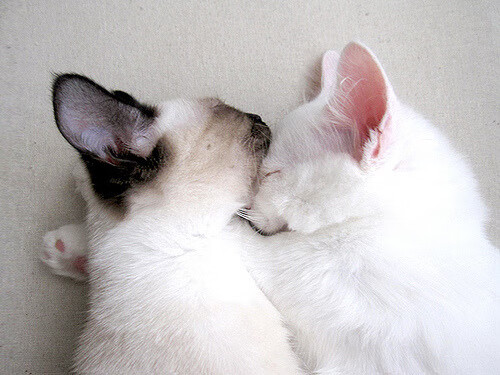 国际足球赛事线上直播突破,互动体验更丰富,国际足球赛场节目